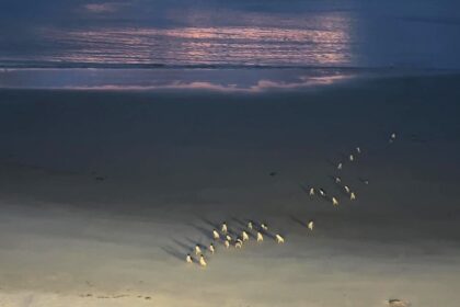 A group of the world's smallest penguins, kororā or little blue penguins, was captured waddling ashore in New Zealand, melting hearts worldwide. A bucket-list experience!