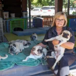 A woman runs a shelter for over 200 rescued pugs, spending thousands monthly on their care, despite the breed’s health issues. Her mission: give them a loving home.