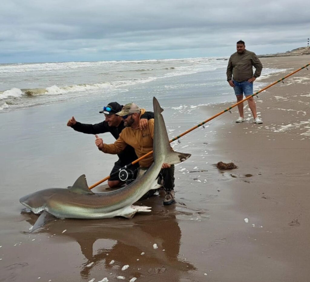 A fisherman in Argentina reeled in a massive 200lb copper shark using a fishing rod, later releasing it back into the sea. Watch the thrilling catch that went viral online!