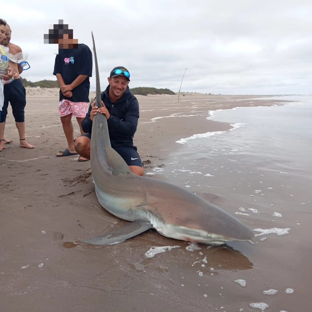 A fisherman in Argentina reeled in a massive 200lb copper shark using a fishing rod, later releasing it back into the sea. Watch the thrilling catch that went viral online!