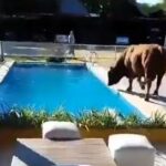 A bull that escaped its field and fell into a swimming pool was rescued by firefighters in Villa Ramallo, Argentina. The 20-minute operation saved the struggling animal.