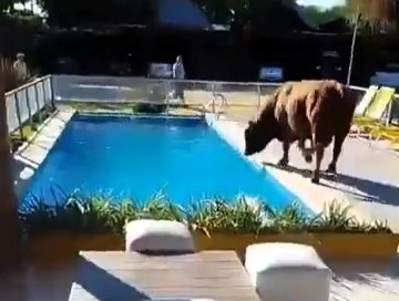 A bull that escaped its field and fell into a swimming pool was rescued by firefighters in Villa Ramallo, Argentina. The 20-minute operation saved the struggling animal.