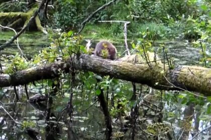 A clumsy beaver takes a tumble into a pond after climbing a tree branch near Bournemouth, showcasing the thriving success of Dorset’s Beaver Project and its keystone species.