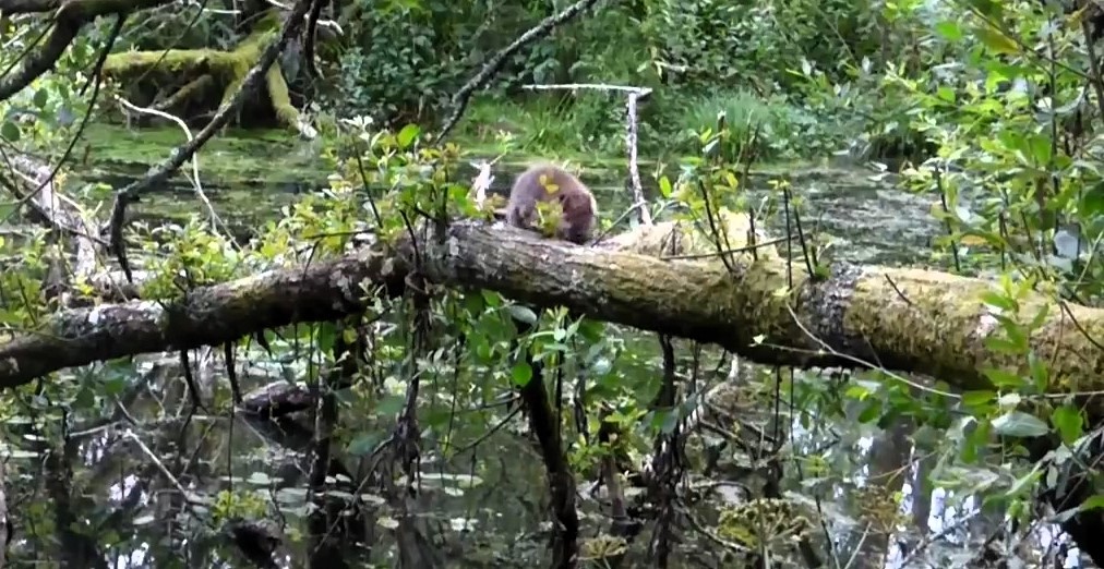 A clumsy beaver takes a tumble into a pond after climbing a tree branch near Bournemouth, showcasing the thriving success of Dorset’s Beaver Project and its keystone species.