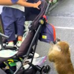 A monkey at Mandai Wildlife Reserve cheekily stole bananas from a toddler's bag, ignoring the family's protests. Watch the hilarious encounter and tips for wildlife visits!