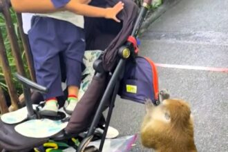 A monkey at Mandai Wildlife Reserve cheekily stole bananas from a toddler's bag, ignoring the family's protests. Watch the hilarious encounter and tips for wildlife visits!