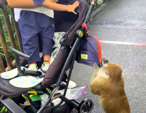 A monkey at Mandai Wildlife Reserve cheekily stole bananas from a toddler's bag, ignoring the family's protests. Watch the hilarious encounter and tips for wildlife visits!