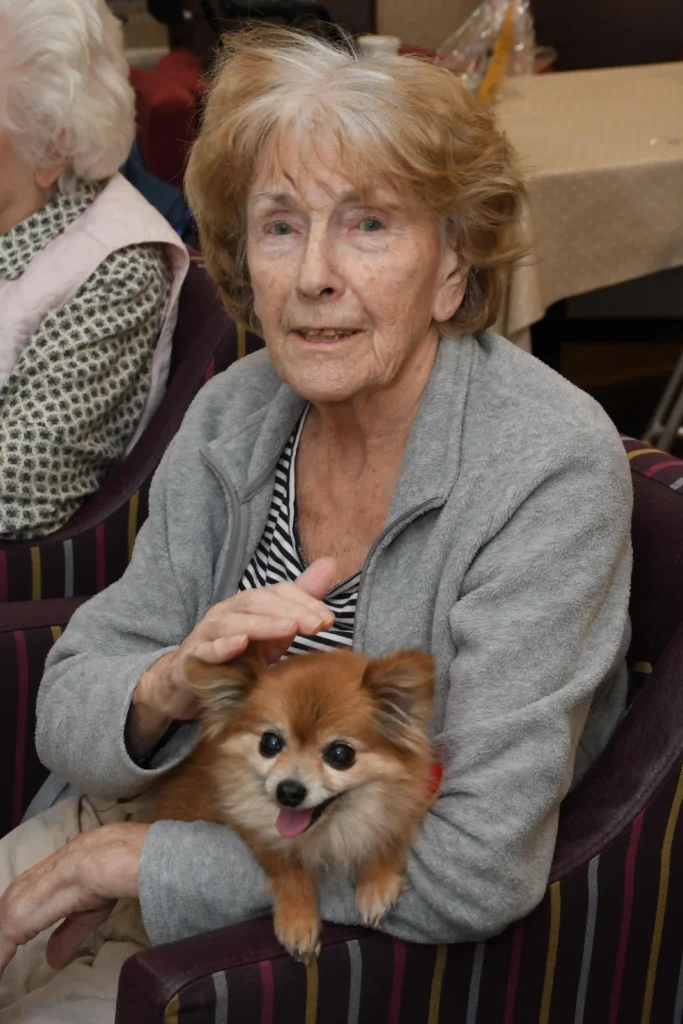 Meet Lady, a 15-year-old chihuahua and Colne View’s beloved ‘Canine Relations Manager,’ spreading joy and comfort to care home residents for over a decade!