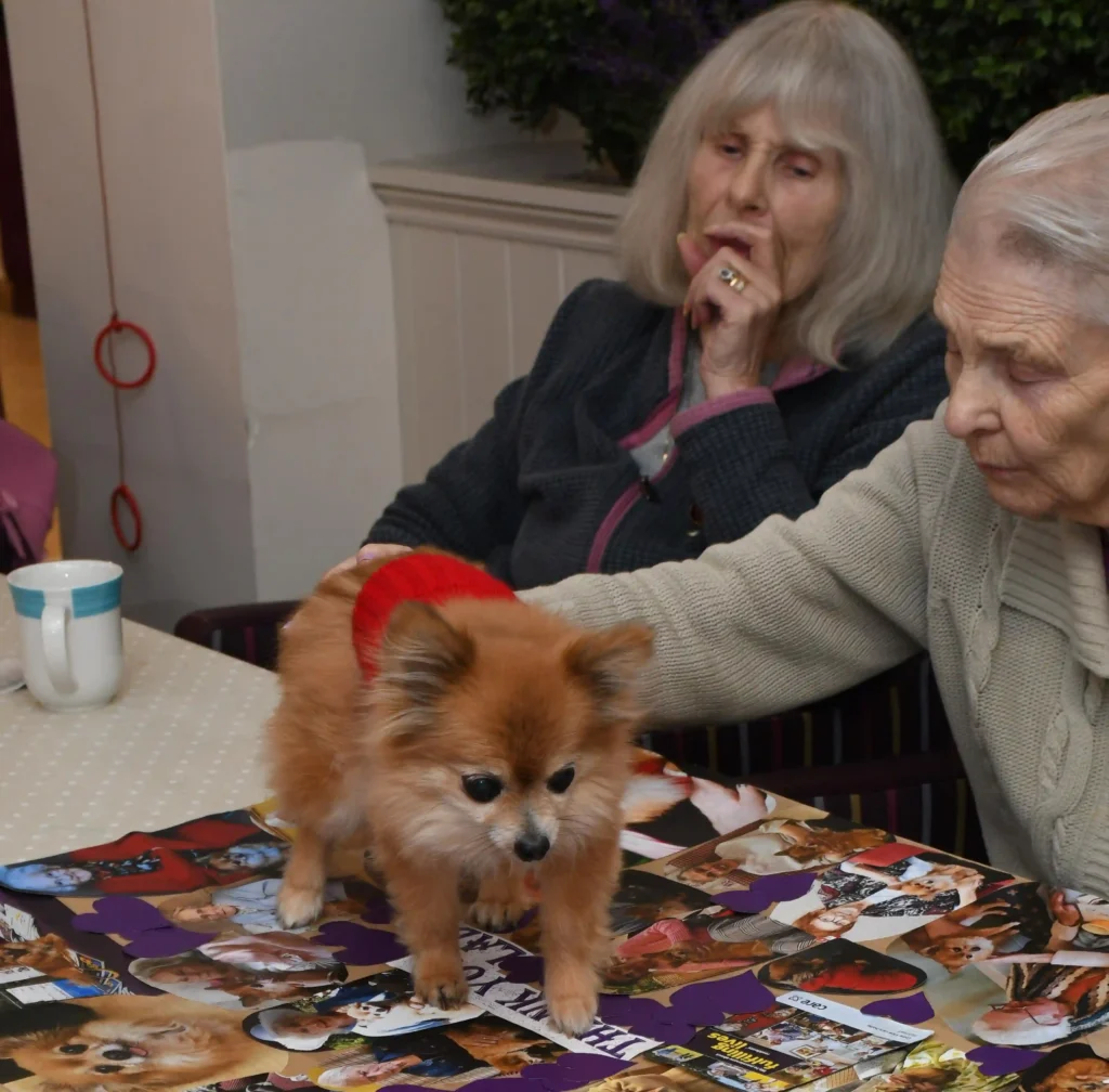 Meet Lady, a 15-year-old chihuahua and Colne View’s beloved ‘Canine Relations Manager,’ spreading joy and comfort to care home residents for over a decade!