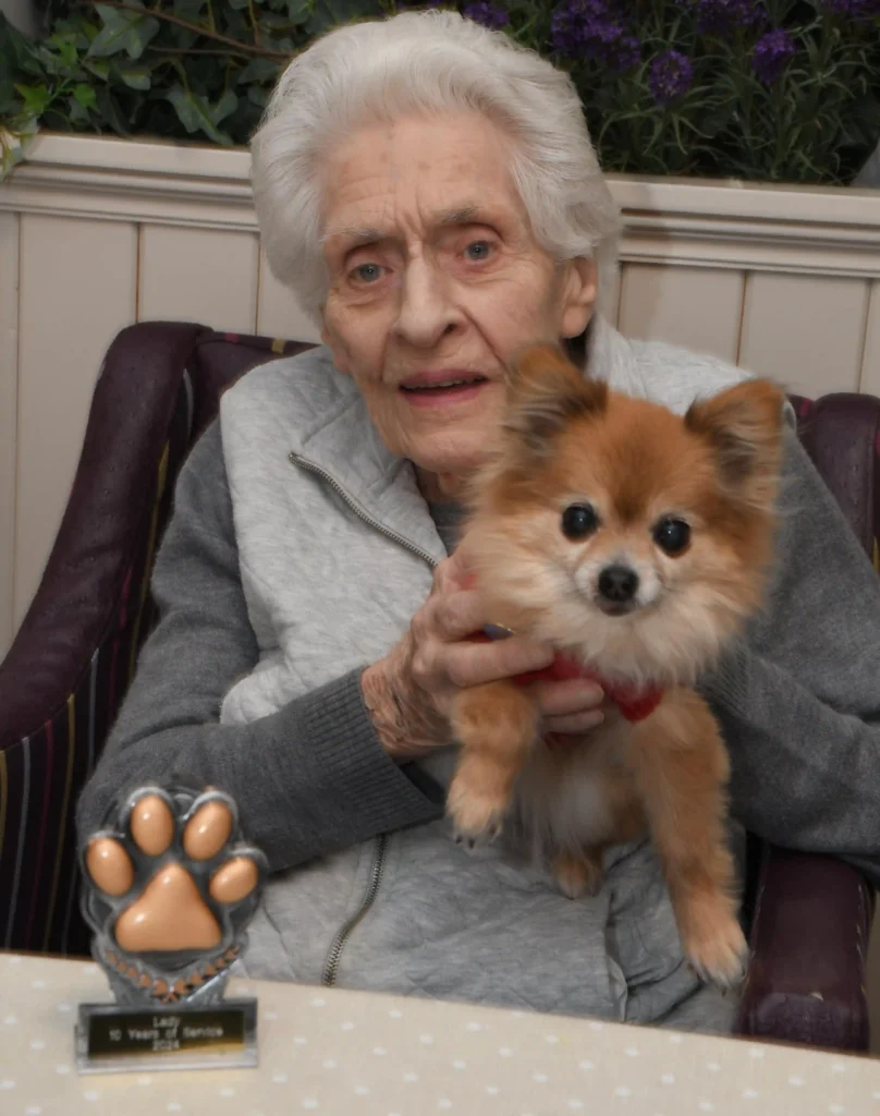 Meet Lady, a 15-year-old chihuahua and Colne View’s beloved ‘Canine Relations Manager,’ spreading joy and comfort to care home residents for over a decade!