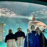 Lonely sunfish at Japan’s Kaikyokan Aquarium regain appetite after staff place photos by their tank during renovations. The creative solution lifts their spirits instantly!