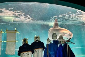 Lonely sunfish at Japan’s Kaikyokan Aquarium regain appetite after staff place photos by their tank during renovations. The creative solution lifts their spirits instantly!