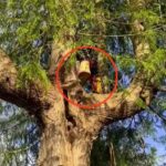 A cat named Fizzy was rescued by a tree surgeon after being stuck 50ft up a tree for three days. Owner Nicky Gee is thrilled her furry friend is now safe and sound.