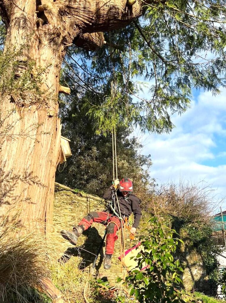 A cat named Fizzy was rescued by a tree surgeon after being stuck 50ft up a tree for three days. Owner Nicky Gee is thrilled her furry friend is now safe and sound.