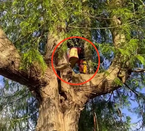 A cat named Fizzy was rescued by a tree surgeon after being stuck 50ft up a tree for three days. Owner Nicky Gee is thrilled her furry friend is now safe and sound.