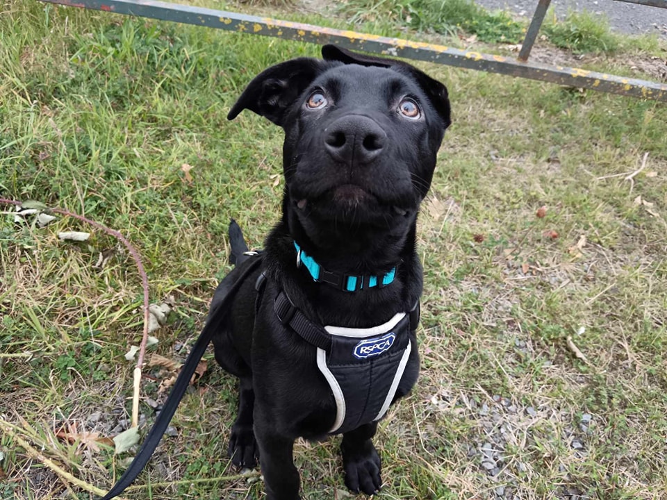 A four-month-old Belgian Malinois cross named Brian survived a 42ft fall from a third-story window, recovering with minor injuries, and is now seeking an active, loving home.