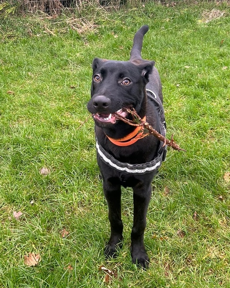 A four-month-old Belgian Malinois cross named Brian survived a 42ft fall from a third-story window, recovering with minor injuries, and is now seeking an active, loving home.