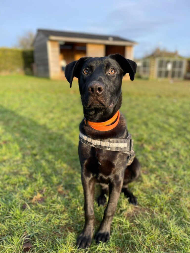 A four-month-old Belgian Malinois cross named Brian survived a 42ft fall from a third-story window, recovering with minor injuries, and is now seeking an active, loving home.