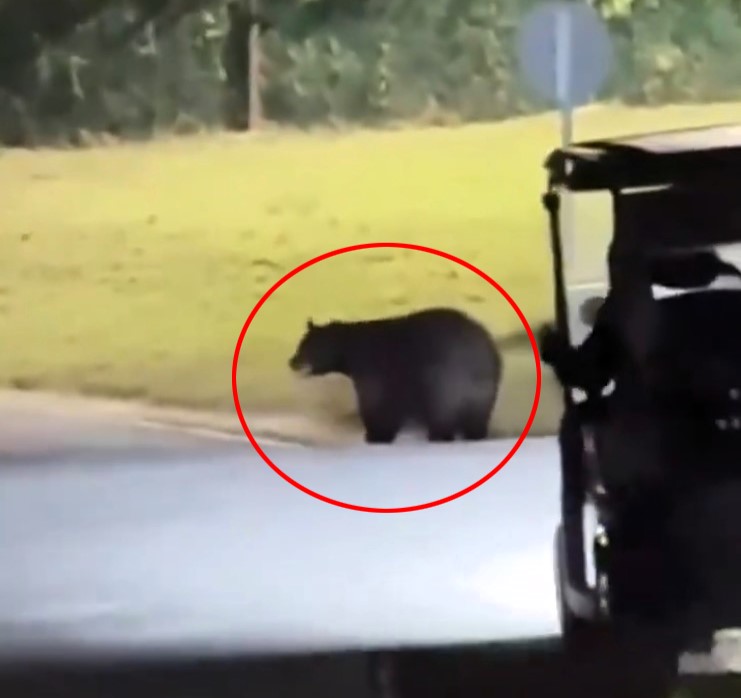 Ex-Man City star Martin Demichelis stunned by a bear encounter in his Monterrey garden. Watch the wild moment as the family adjusts to life near nature's giants.