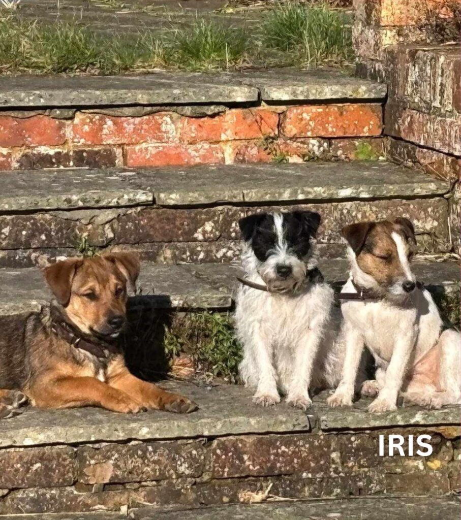 A family has been reunited with their missing dog, Iris, after she was found 90 miles away, thanks to a kind stranger and a microchip scan.