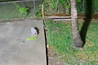 A frozen iguana fell from a tree in Florida, only to be bitten by a curious cat before making a slow escape. Cold snaps leave these reptiles dropping from above!