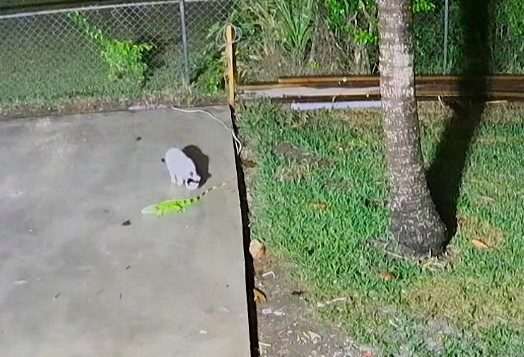 A frozen iguana fell from a tree in Florida, only to be bitten by a curious cat before making a slow escape. Cold snaps leave these reptiles dropping from above!