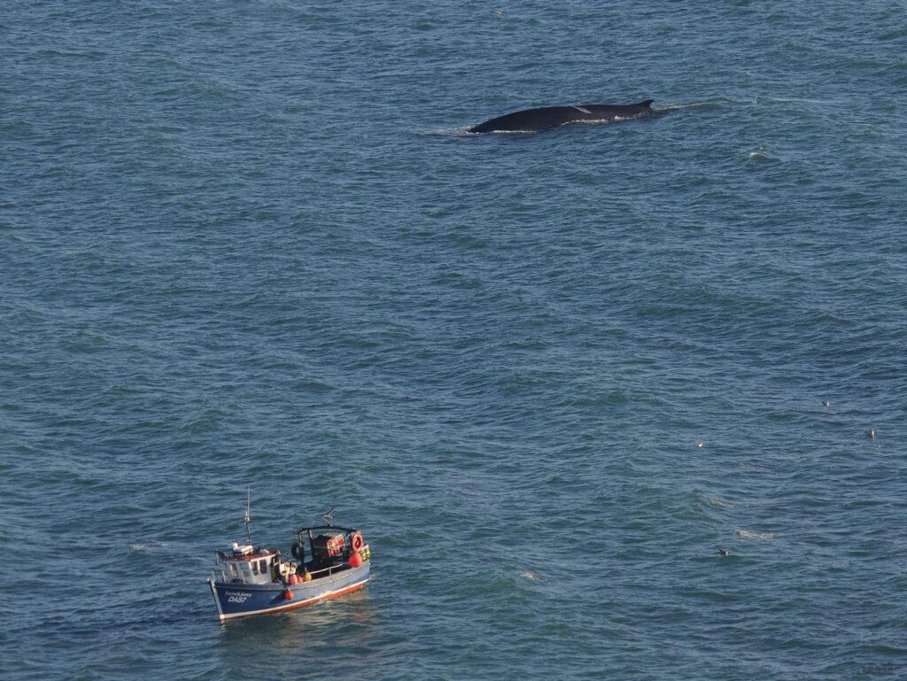 A 65ft fin whale washed ashore on Ballinclamper Beach in Ireland, sparking sadness and warnings for public safety. Experts are unsure of its cause of death.