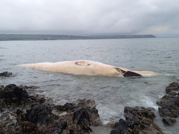 A 65ft fin whale washed ashore on Ballinclamper Beach in Ireland, sparking sadness and warnings for public safety. Experts are unsure of its cause of death.