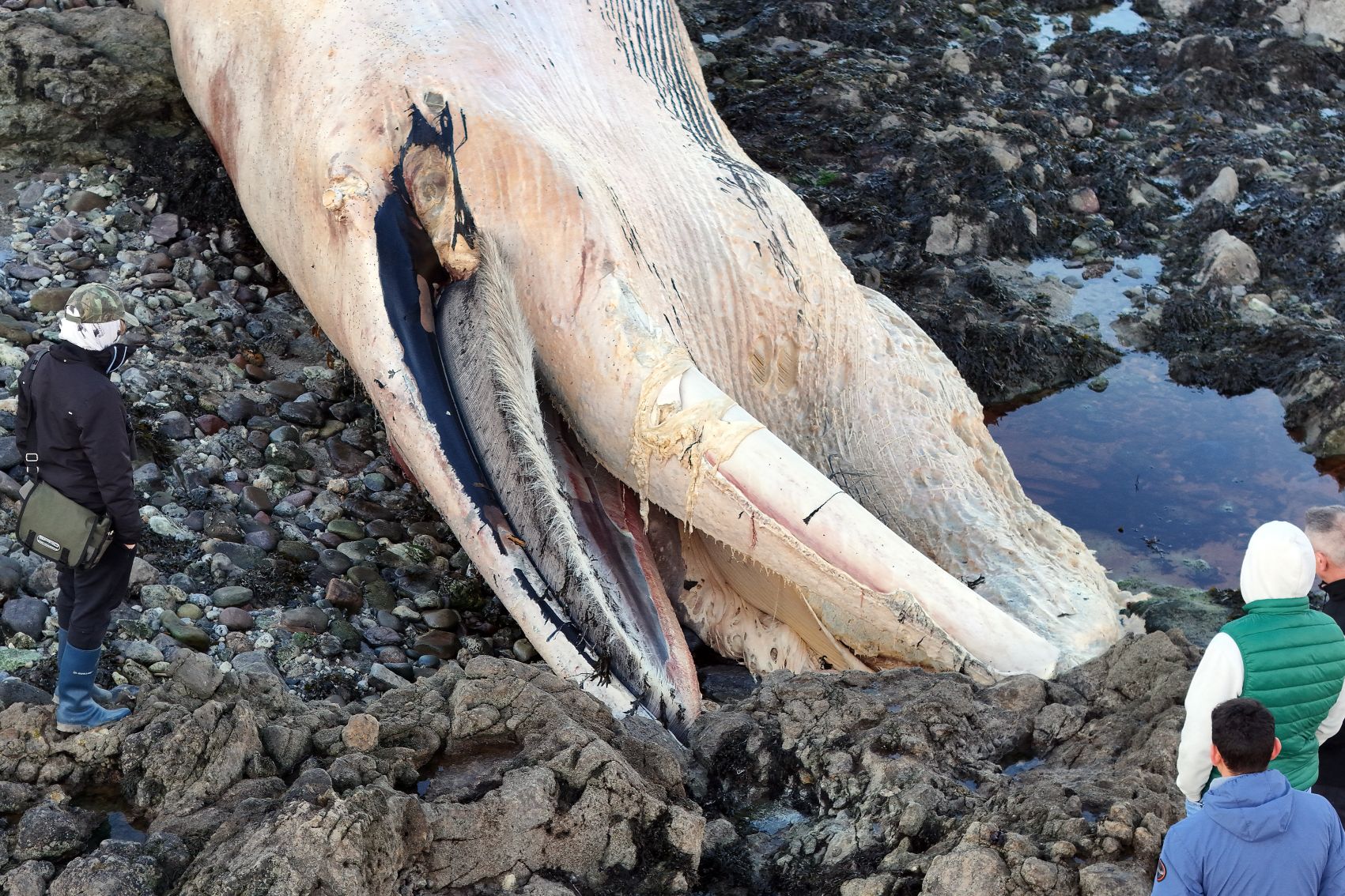 A 65ft fin whale washed ashore on Ballinclamper Beach in Ireland, sparking sadness and warnings for public safety. Experts are unsure of its cause of death.