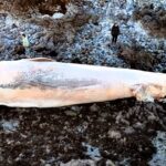 A 65ft fin whale washed ashore on Ballinclamper Beach in Ireland, sparking sadness and warnings for public safety. Experts are unsure of its cause of death.