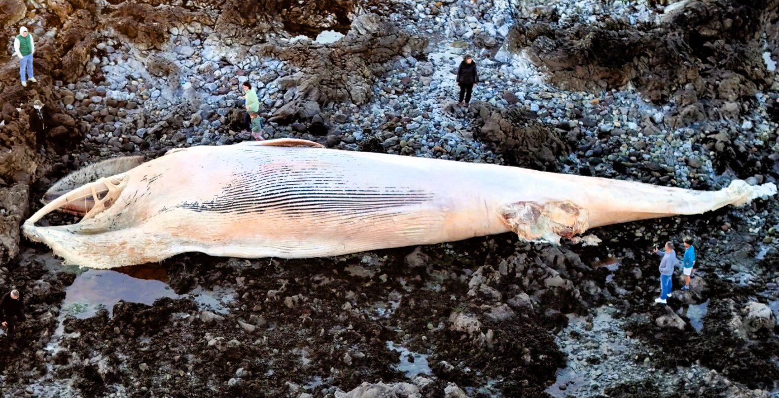 A 65ft fin whale washed ashore on Ballinclamper Beach in Ireland, sparking sadness and warnings for public safety. Experts are unsure of its cause of death.