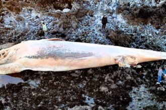 A 65ft fin whale washed ashore on Ballinclamper Beach in Ireland, sparking sadness and warnings for public safety. Experts are unsure of its cause of death.