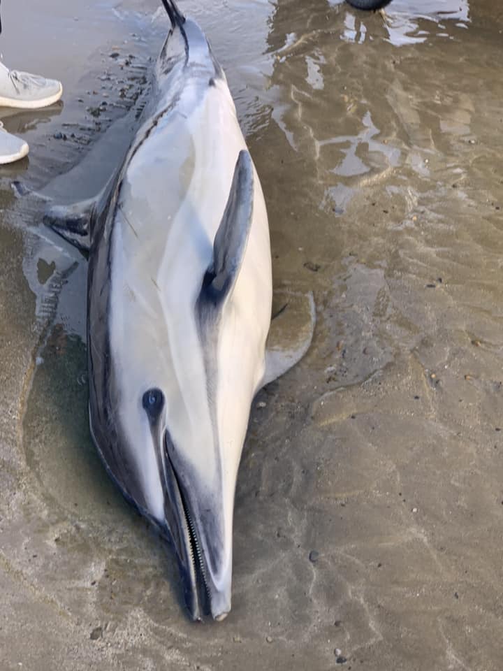 A 65ft fin whale washed ashore on Ballinclamper Beach in Ireland, sparking sadness and warnings for public safety. Experts are unsure of its cause of death.