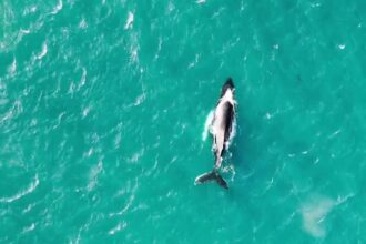 Humpback whale Pi returns to her favorite fishing spot off the Isles of Scilly for the 3rd year. Increased sightings highlight a conservation success story in Cornwall!