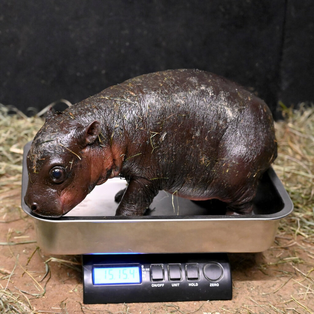 Endangered pygmy hippo born at Metro Richmond Zoo named Poppy after 116,000 votes worldwide. The playful calf joins her mother Iris, delighting visitors and raising awareness.