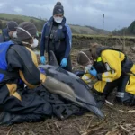 A dolphin was rescued near Cornwall's River Fowey after getting stranded six miles inland. BDMLR relocated it to Polkerris Beach, ensuring a safe release into St Austell Bay.