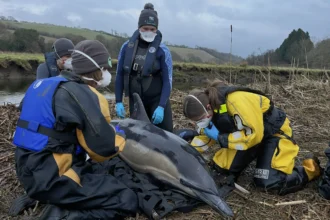 A dolphin was rescued near Cornwall's River Fowey after getting stranded six miles inland. BDMLR relocated it to Polkerris Beach, ensuring a safe release into St Austell Bay.