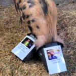 Psychic pig Truffle predicts 17-year-old Luke Littler’s stunning darts world championship win, defeating Michael van Gerwen. A new legend is born in the sport!