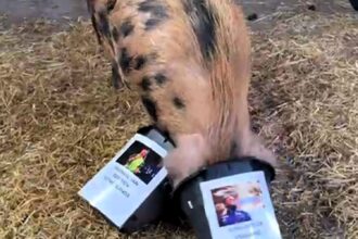 Psychic pig Truffle predicts 17-year-old Luke Littler’s stunning darts world championship win, defeating Michael van Gerwen. A new legend is born in the sport!