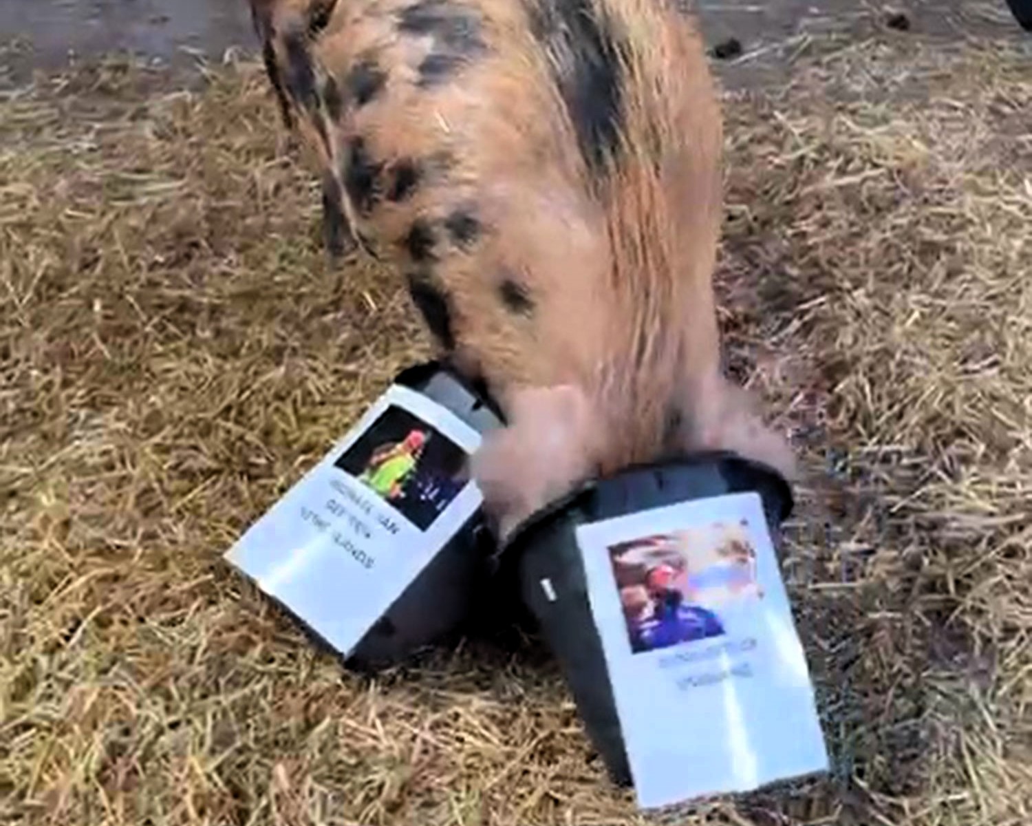 Psychic pig Truffle predicts 17-year-old Luke Littler’s stunning darts world championship win, defeating Michael van Gerwen. A new legend is born in the sport!