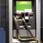 A man in Taipei was shocked to find a 2-meter python wrapped around an ATM, sparking both fear and speculation of good fortune ahead of 2025's Year of the Snake in the Chinese calendar.