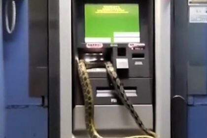 A man in Taipei was shocked to find a 2-meter python wrapped around an ATM, sparking both fear and speculation of good fortune ahead of 2025's Year of the Snake in the Chinese calendar.