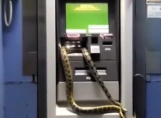 A man in Taipei was shocked to find a 2-meter python wrapped around an ATM, sparking both fear and speculation of good fortune ahead of 2025's Year of the Snake in the Chinese calendar.