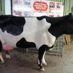 Clarabelle, a giant model cow once beloved by children at Dairyland Museum, is up for auction as the attraction closes after 49 years. Hundreds of vintage farming items are also for sale.