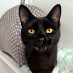 Meet Archie, the black cat with quirky vampire fangs waiting for a forever home! This playful 5-year-old is feisty, fun, and ready to charm a patient, loving family.