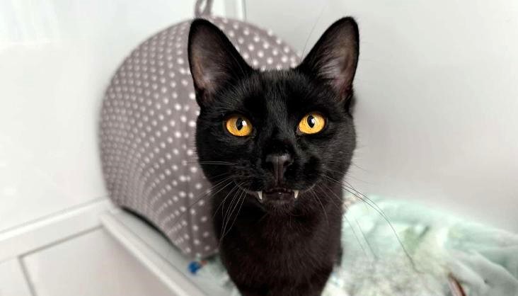 Meet Archie, the black cat with quirky vampire fangs waiting for a forever home! This playful 5-year-old is feisty, fun, and ready to charm a patient, loving family.