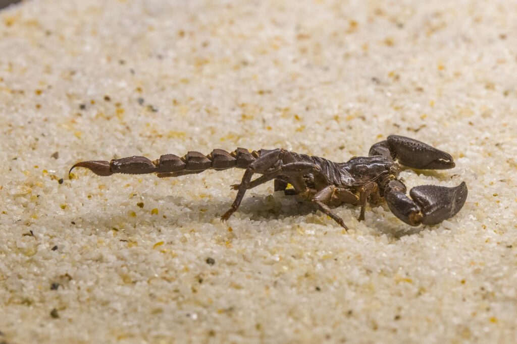 Netflix star Rafael Zea reveals he was stung five times by a scorpion near his groin while filming One Hundred Years of Solitude, continuing production despite the pain.