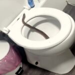 Nursery worker stunned as a 6ft snake emerges from her toilet in Burnley, Lancs. The RSPCA tried to rescue the suspected pet, but it retreated into the pipes.