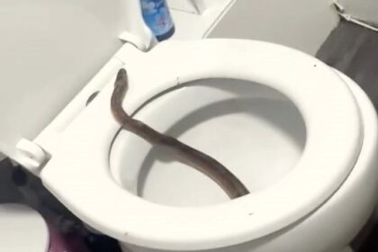 Nursery worker stunned as a 6ft snake emerges from her toilet in Burnley, Lancs. The RSPCA tried to rescue the suspected pet, but it retreated into the pipes.