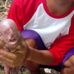 A pig in the Philippines gave birth to a ‘human-like’ piglet that cried like a baby. The rare deformity shocked locals but was linked to a birth defect.